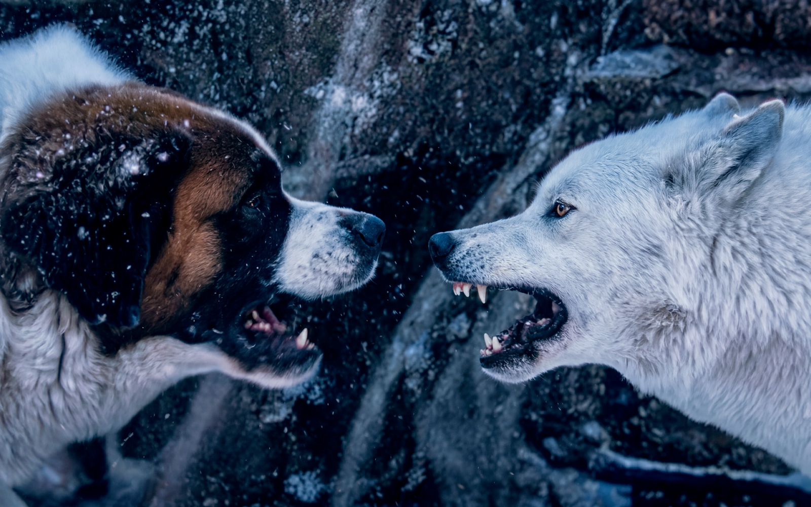 Call of the Wild